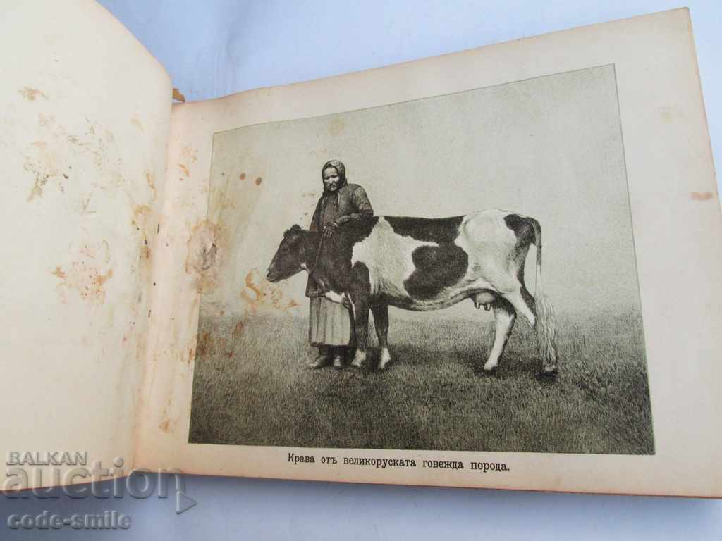 Old book almanac of animals Principality of Bulgaria 1901 - 5 Old book almanac of animals Principality of Bulgaria 1901 - 5