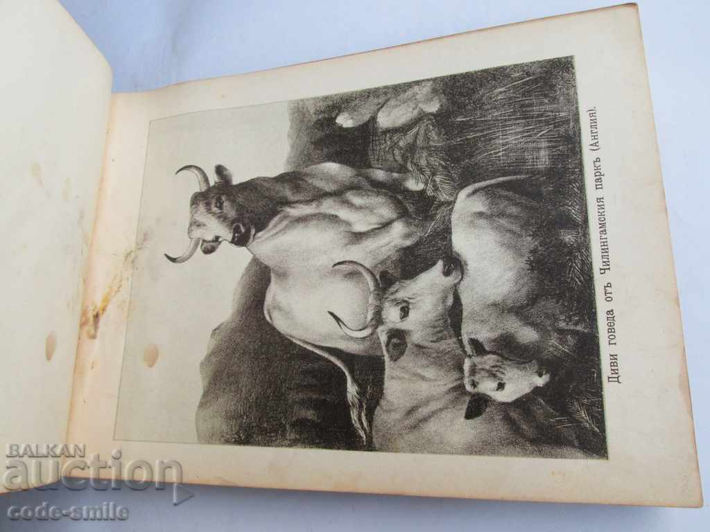 Old book almanac of animals Principality of Bulgaria 1901 - 6 Old book almanac of animals Principality of Bulgaria 1901 - 6