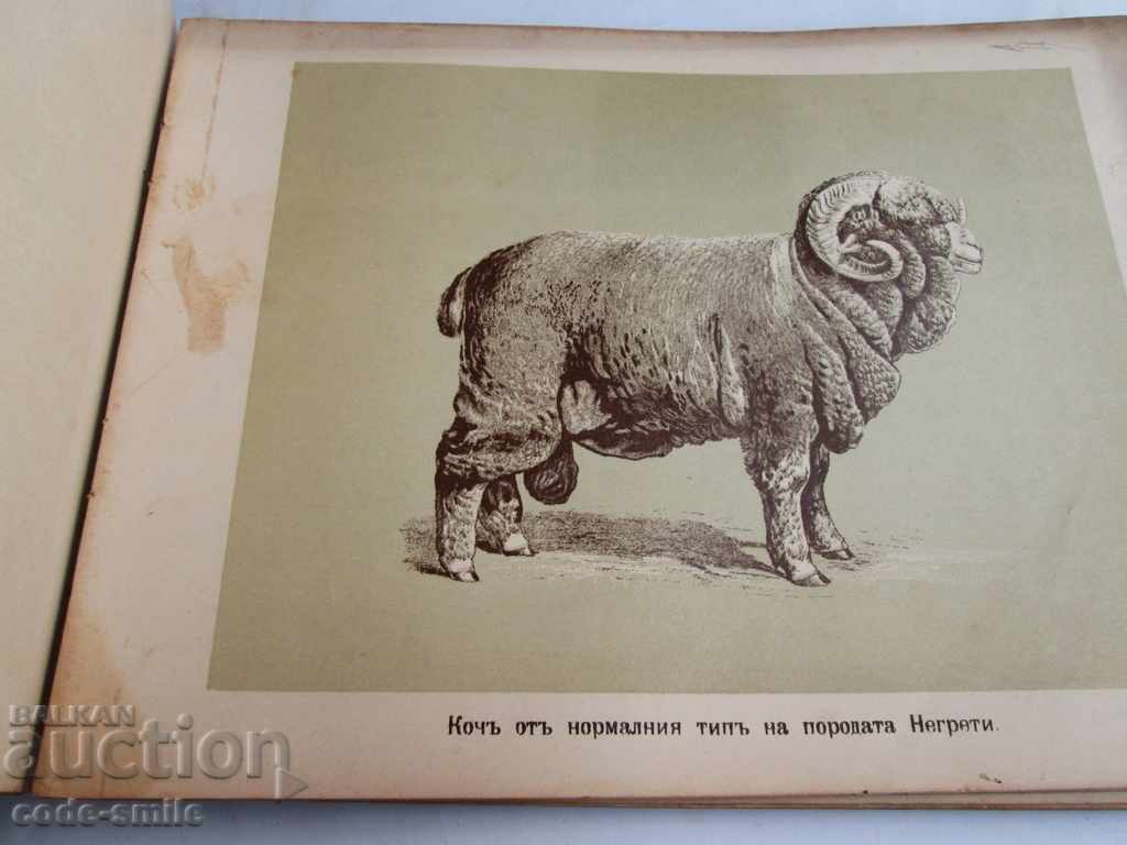 Old book almanac of animals Principality of Bulgaria 1901 - 7 Old book almanac of animals Principality of Bulgaria 1901 - 7