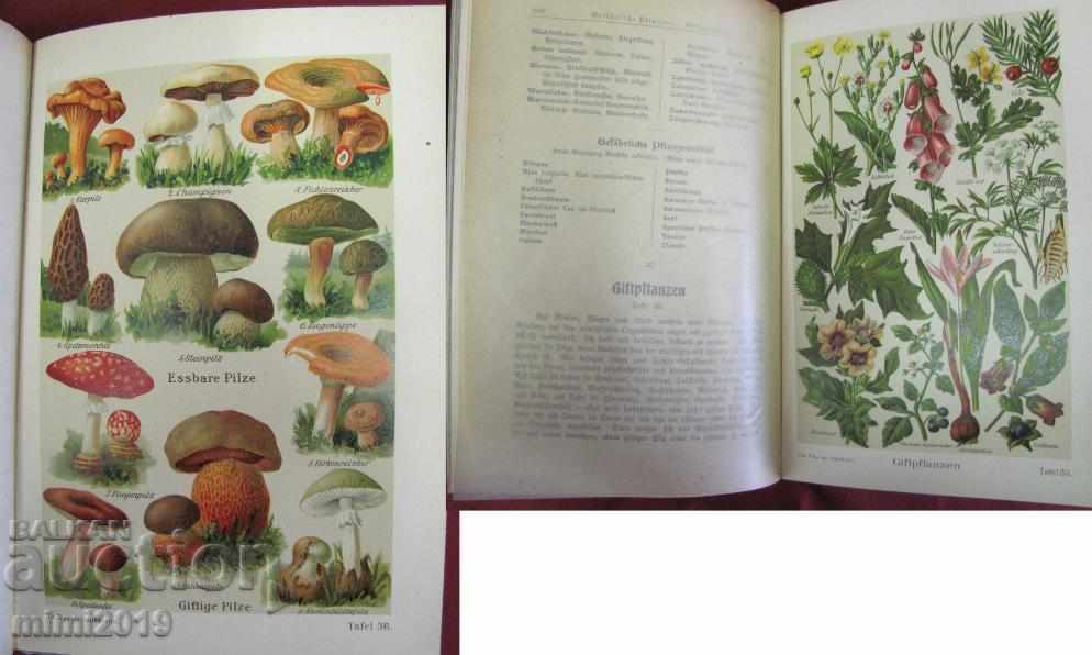 1911 Book Home Medicine Part 2 Anna Fischer - 6