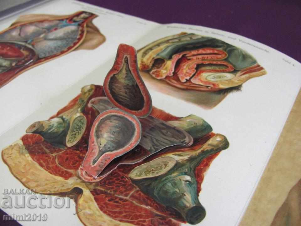 1911 Album The Human Body Germany Rare cu preț 200.00 BGN | € 102.26