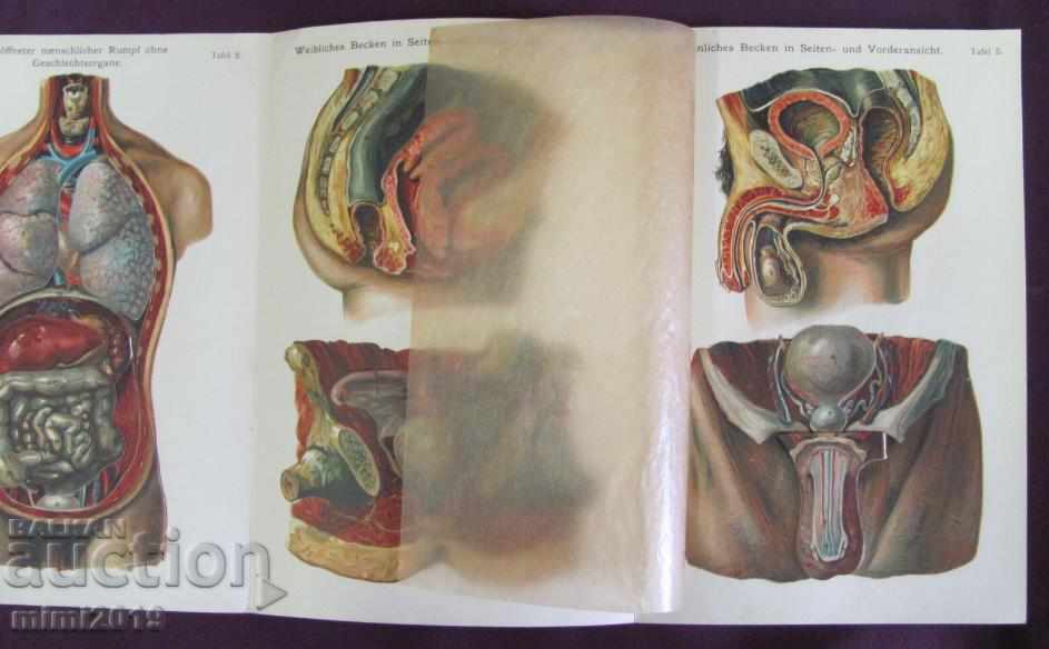 1911 Album The Human Body Germany Rare - 6