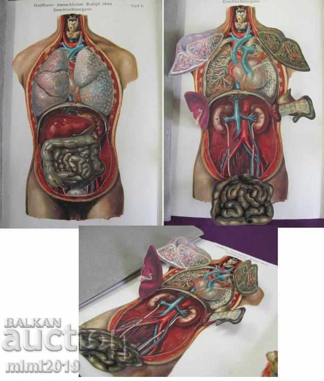 1911 Album The Human Body Germany Rare - 7