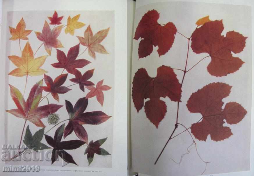 Delivery of 1960 Book Decorative Dendrology Russia rare