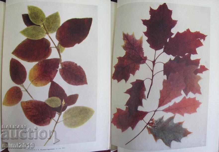 1960 Book Decorative Dendrology Russia rare - 5