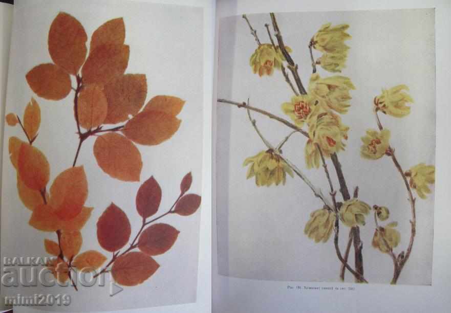 1960 Book Decorative Dendrology Russia rare - 6