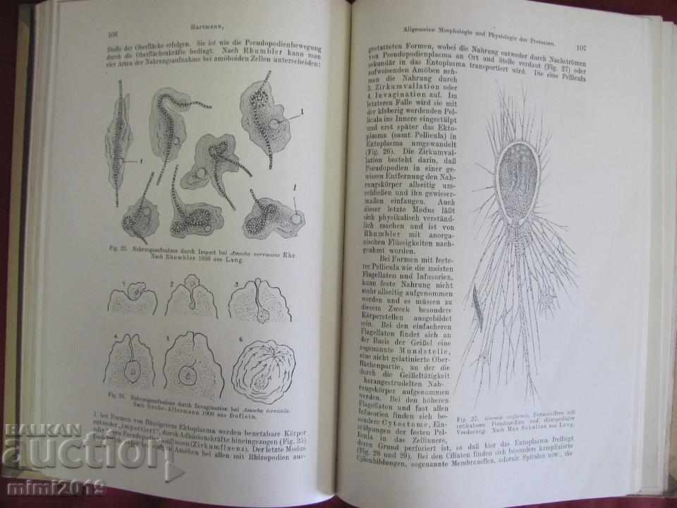 Δημοπρασία 1919 Ιατρικό βιβλίο Μικροβιολογία Γερμανία Δημοπρασία 1919 Ιατρικό βιβλίο Μικροβιολογία Γερμανία