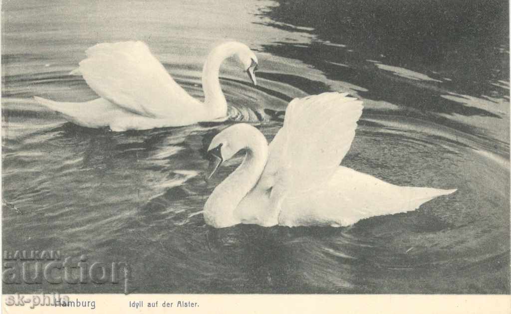 Παλιά καρτ-ποστάλ - Αμβούργο, κύκνοι στη λίμνη