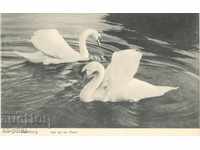 Παλιά καρτ-ποστάλ - Αμβούργο, κύκνοι στη λίμνη