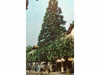 Vŭrshets - ul. G. Dimitrov