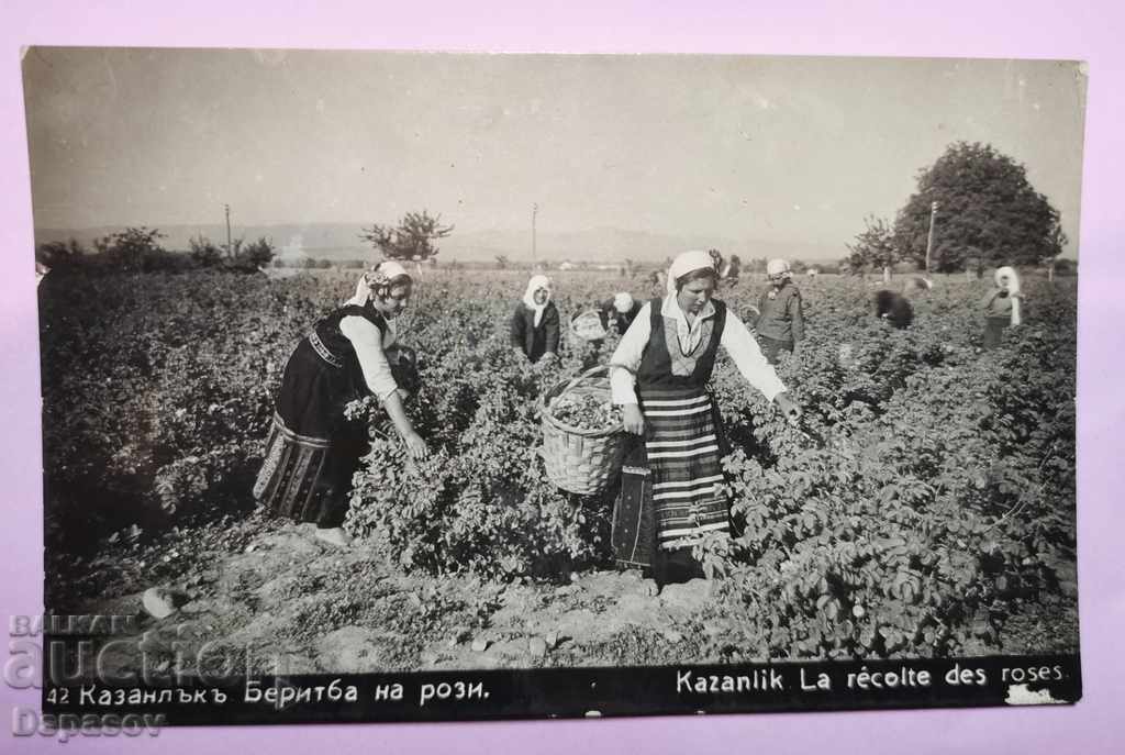 Carte poștală veche regală Kazanlak Recolta de trandafiri