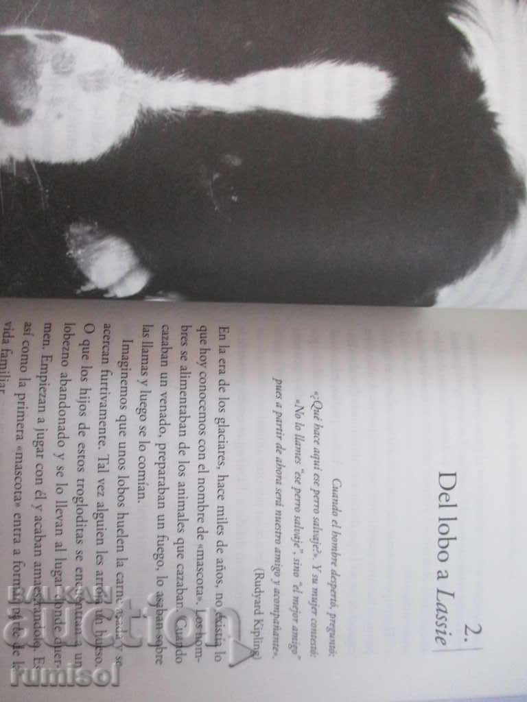 Auction The children do not need animal companions - Dieter Krowatsche Auction The children do not need animal companions - Dieter Krowatsche