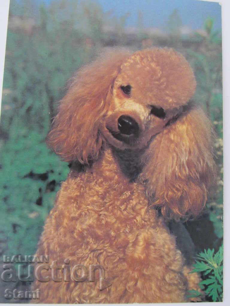 A USSR card with price 0.50 BGN | € 0.26 A USSR card with price 0.50 BGN | € 0.26