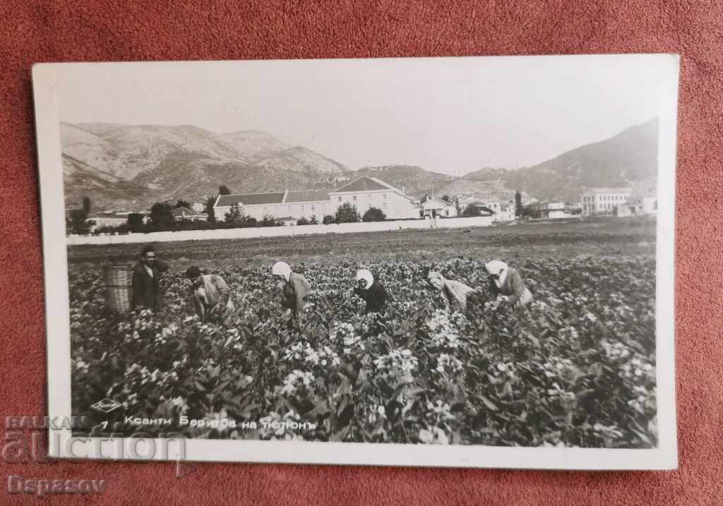 Occupation Postcard Photo Tobacco Harvest