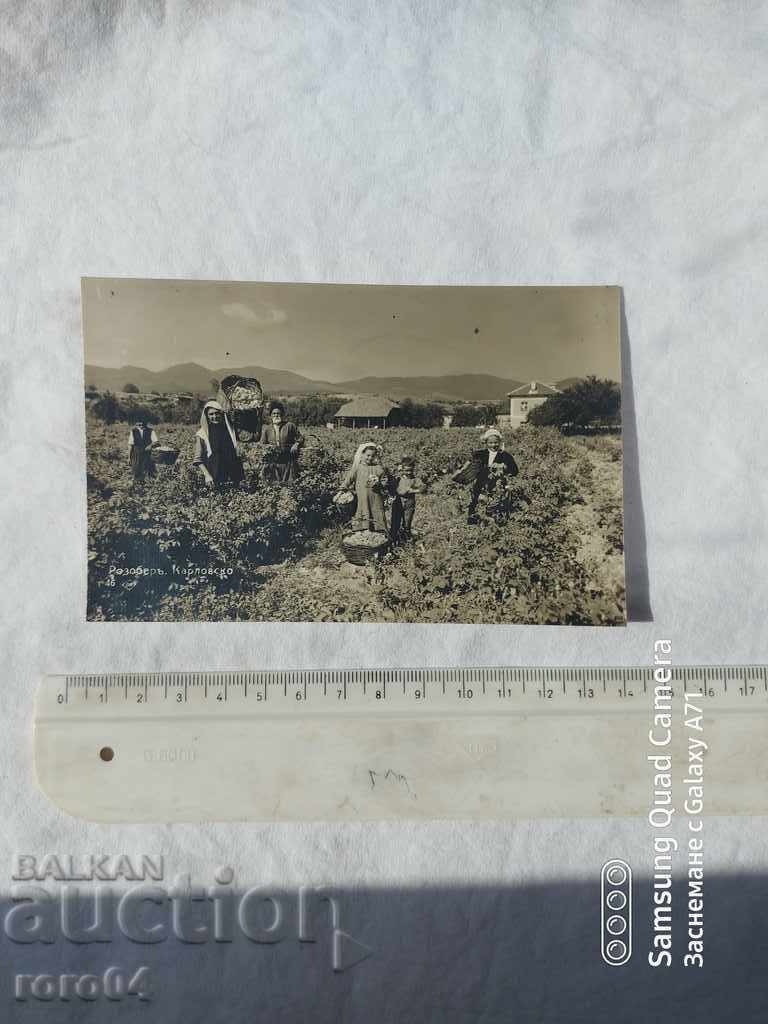 ΡΟΖΟΜΕΡ - ΚΑΡΛΟΒΣΚΟ με τιμή € 17.99 | 35.19 BGN