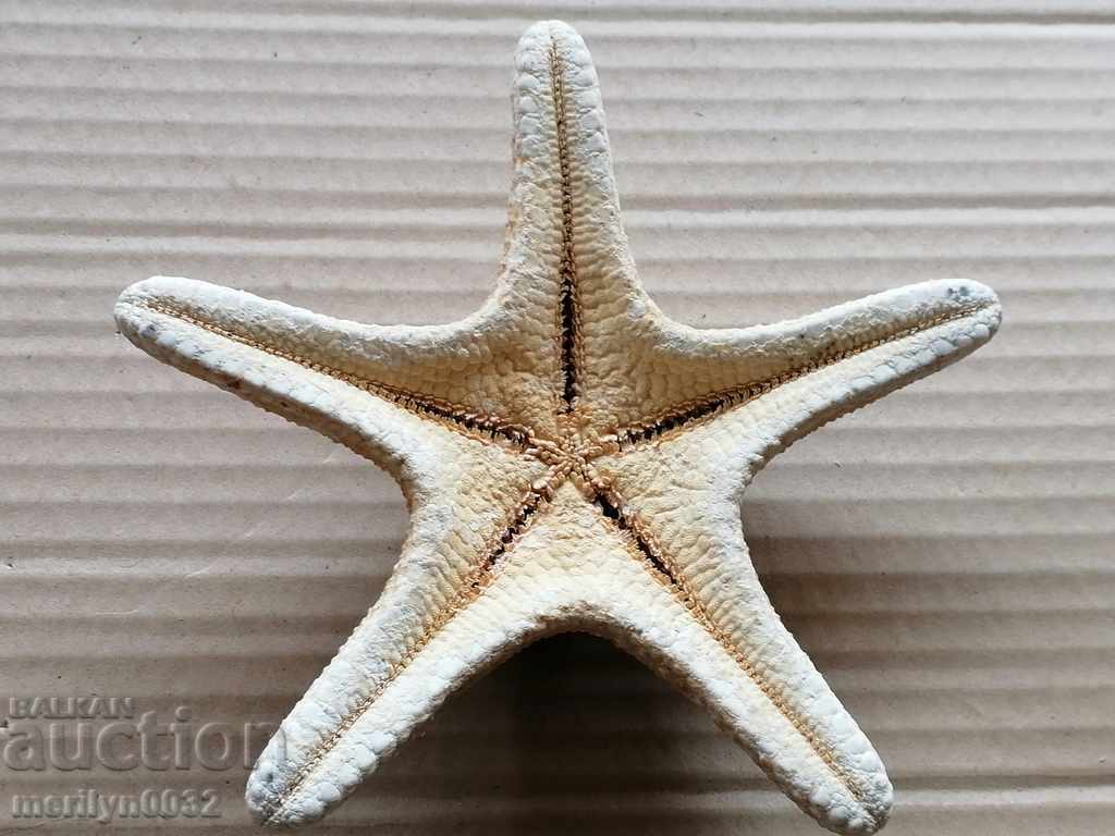Rare specimen Starfish gift from the warm seas with price 78.00 BGN | € 39.88 Rare specimen Starfish gift from the warm seas with price 78.00 BGN | € 39.88