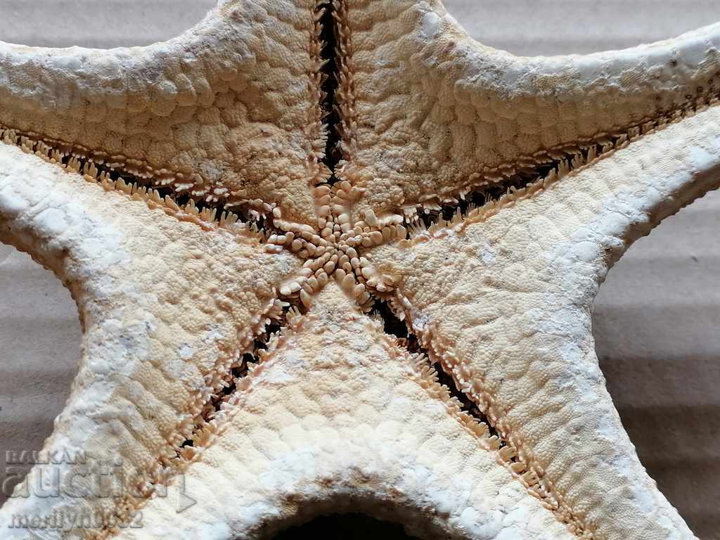 Auction Rare specimen Starfish gift from the warm seas Auction Rare specimen Starfish gift from the warm seas