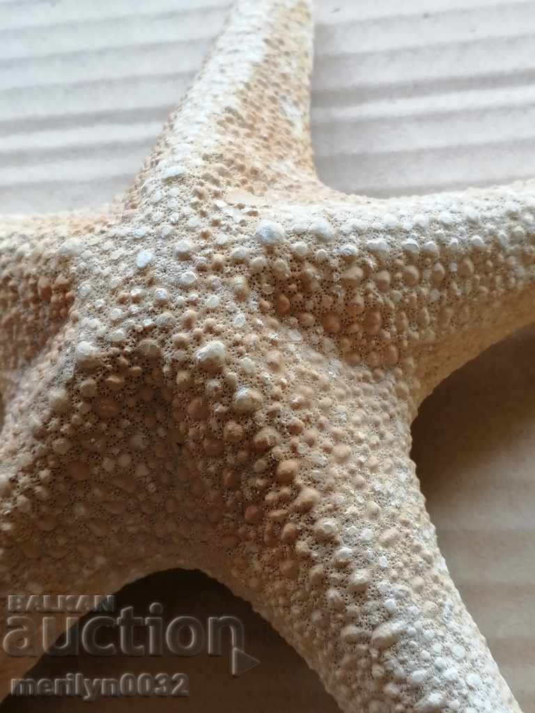 Delivery of Rare specimen Starfish gift from the warm seas Delivery of Rare specimen Starfish gift from the warm seas