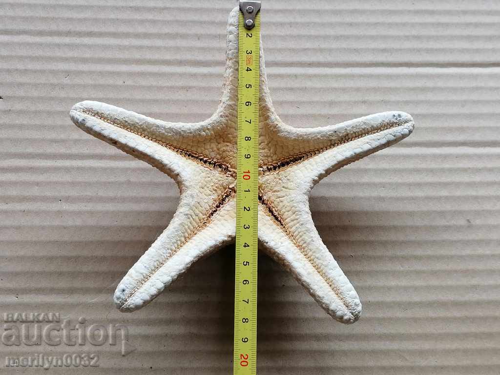 Rare specimen Starfish gift from the warm seas - 5 Rare specimen Starfish gift from the warm seas - 5