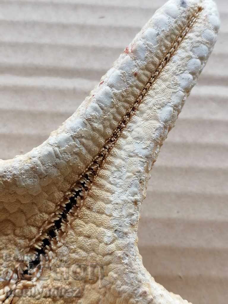 Rare specimen Starfish gift from the warm seas - 6 Rare specimen Starfish gift from the warm seas - 6