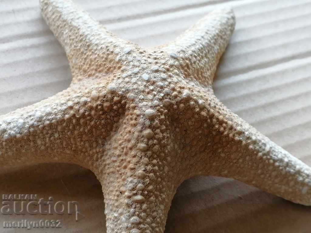 Rare specimen Starfish gift from the warm seas - 7 Rare specimen Starfish gift from the warm seas - 7