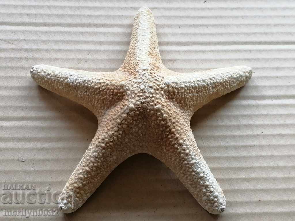 Σπάνιο δείγμα αστερίας δώρο από τις ζεστές θάλασσες