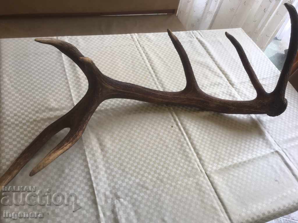 HUGE DEER ANTLER HEALTHY SEVEN TINES TROPHY with price 123.00 BGN | € 62.89 HUGE DEER ANTLER HEALTHY SEVEN TINES TROPHY with price 123.00 BGN | € 62.89