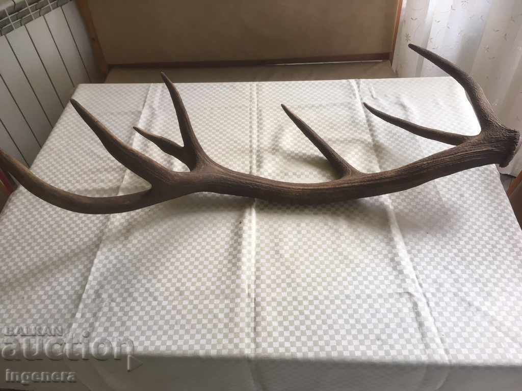 Auction HUGE DEER ANTLER HEALTHY SEVEN TINES TROPHY Auction HUGE DEER ANTLER HEALTHY SEVEN TINES TROPHY