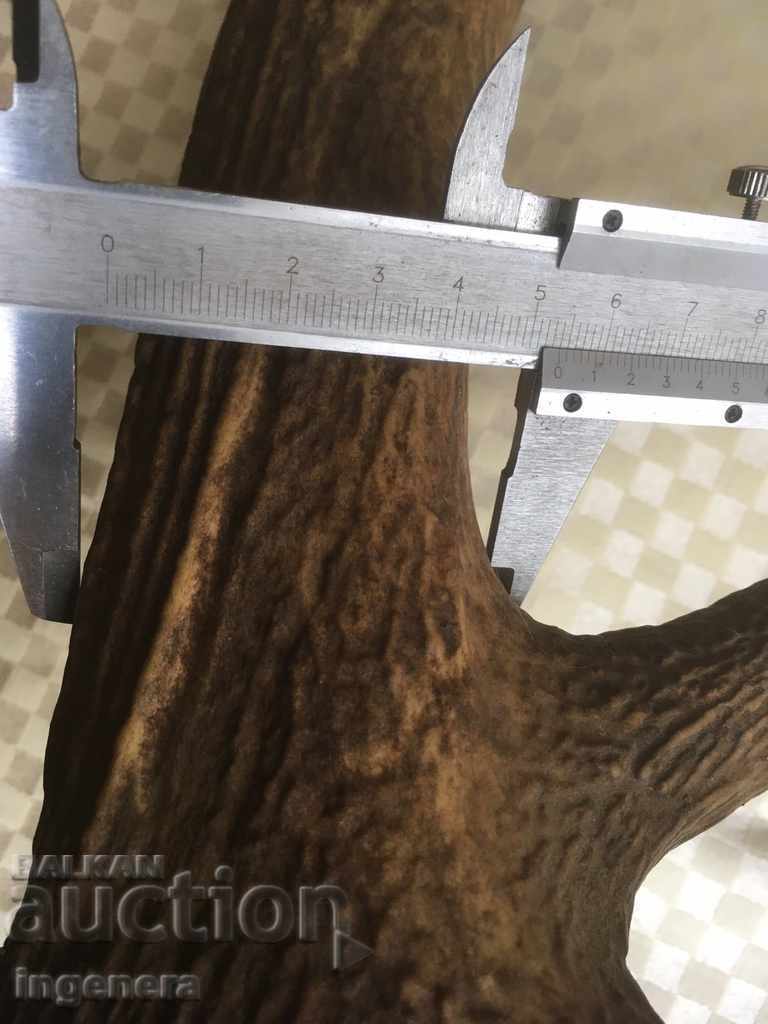 Delivery of HUGE DEER ANTLER HEALTHY SEVEN TINES TROPHY Delivery of HUGE DEER ANTLER HEALTHY SEVEN TINES TROPHY