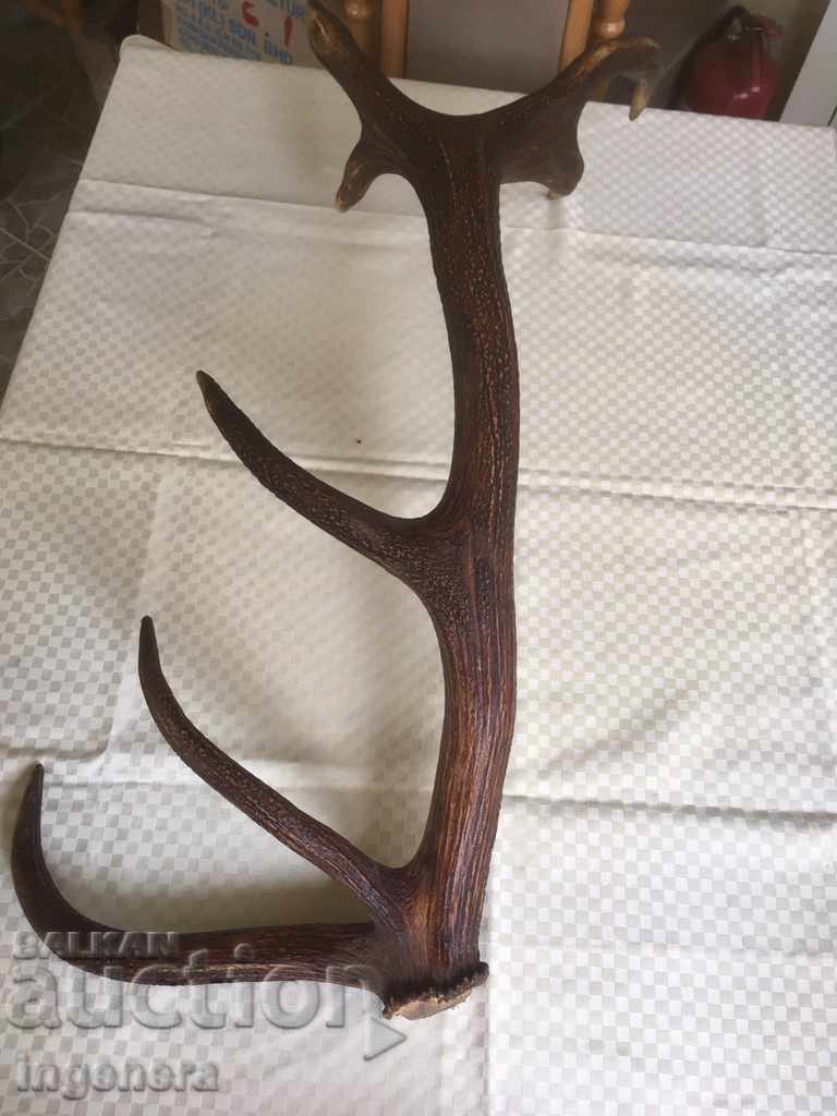 HUGE DEER ANTLER HEALTHY SEVEN TINES TROPHY - 5 HUGE DEER ANTLER HEALTHY SEVEN TINES TROPHY - 5