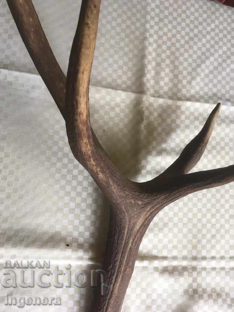 HUGE DEER ANTLER HEALTHY SEVEN TINES TROPHY - 6 HUGE DEER ANTLER HEALTHY SEVEN TINES TROPHY - 6