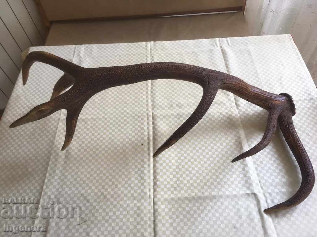 HUGE DEER ANTLER HEALTHY SEVEN TINES TROPHY HUGE DEER ANTLER HEALTHY SEVEN TINES TROPHY