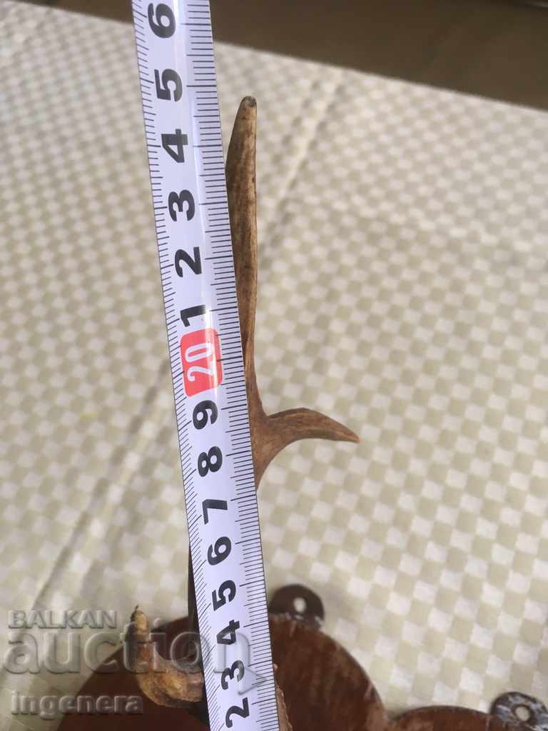 HORN HORN ROLLER MORNING TROPHY ROSETTE ΜΕΓΑΛΗ ΑΡΧΑΙΑ με τιμή 50.00 BGN | € 25.56 HORN HORN ROLLER MORNING TROPHY ROSETTE ΜΕΓΑΛΗ ΑΡΧΑΙΑ με τιμή 50.00 BGN | € 25.56