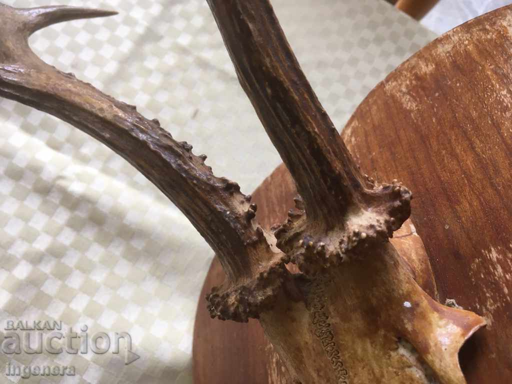 Δημοπρασία HORN HORN ROLLER MORNING TROPHY ROSETTE ΜΕΓΑΛΗ ΑΡΧΑΙΑ Δημοπρασία HORN HORN ROLLER MORNING TROPHY ROSETTE ΜΕΓΑΛΗ ΑΡΧΑΙΑ