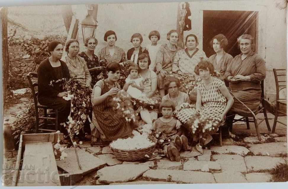 COTTON CLEANING KINGDOM BULGARIA OLD PHOTO PHOTO COTTON CLEANING KINGDOM BULGARIA OLD PHOTO PHOTO