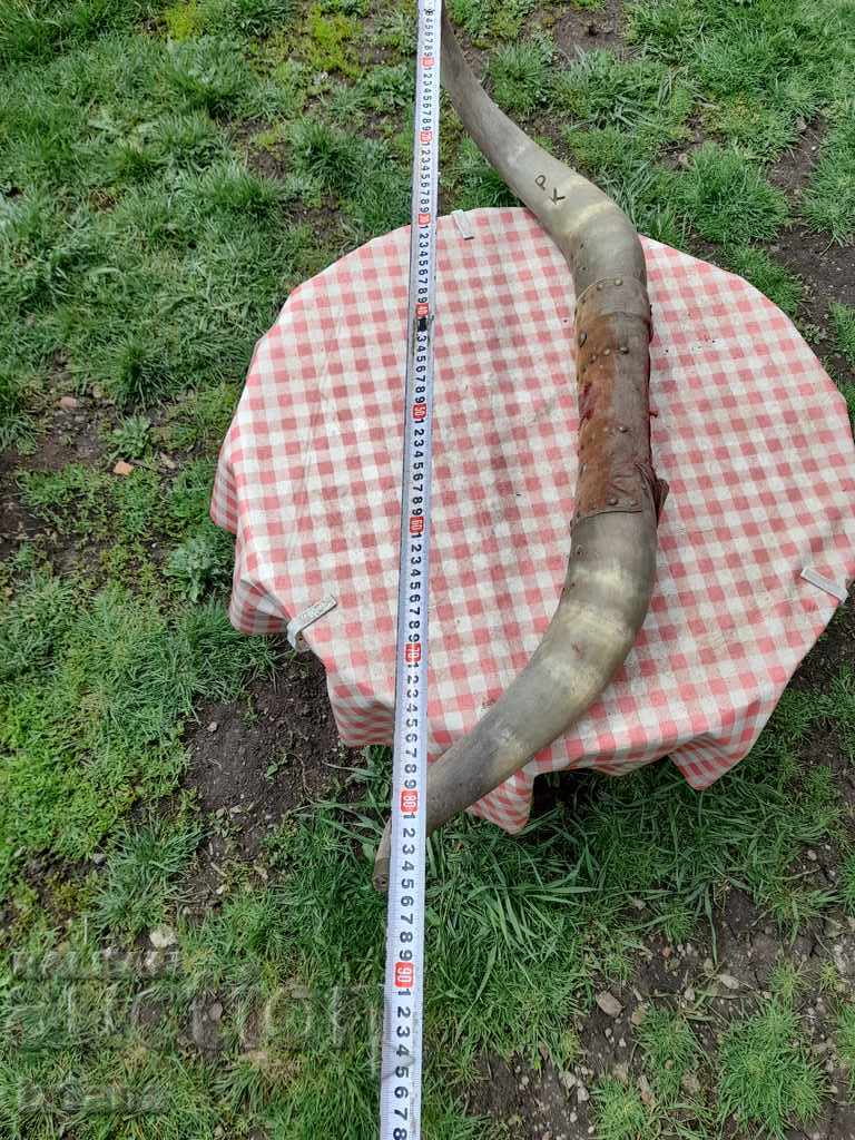 Old horns, hanger - 5 Old horns, hanger - 5