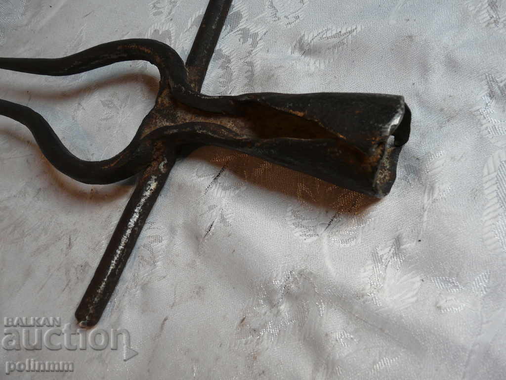 Auction Massive old two-toothed Auction Massive old two-toothed