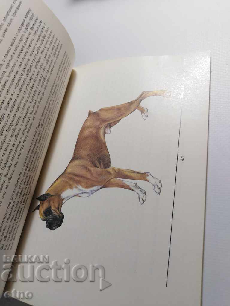 OLD BOOK - BREEDS OF DOGS IN BULGARIA with price 15.00 BGN | € 7.67 OLD BOOK - BREEDS OF DOGS IN BULGARIA with price 15.00 BGN | € 7.67