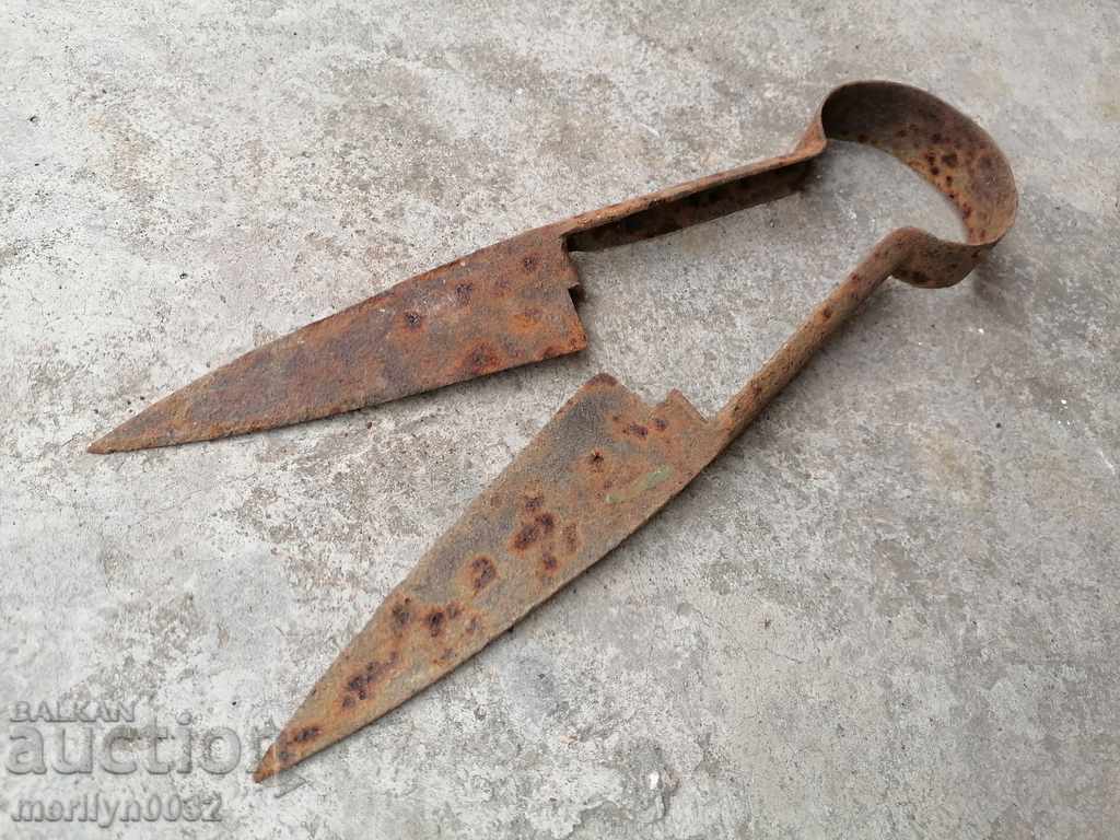 Auction Old scissors for shearing sheep, forged iron, blade Auction Old scissors for shearing sheep, forged iron, blade