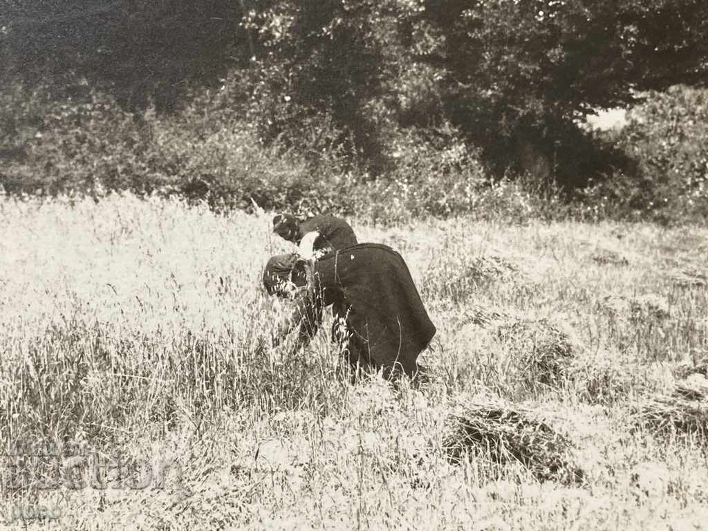 Reapers in Hissarya, Plovdiv Old photo with price 25.00 BGN | € 12.78 Reapers in Hissarya, Plovdiv Old photo with price 25.00 BGN | € 12.78