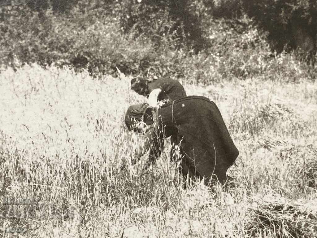 Auction Reapers in Hissarya, Plovdiv Old photo Auction Reapers in Hissarya, Plovdiv Old photo