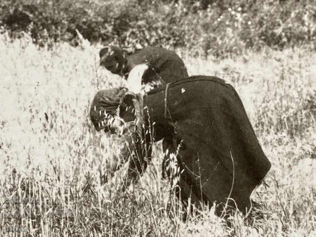 Reapers in Hissarya, Plovdiv Old photo - 5 Reapers in Hissarya, Plovdiv Old photo - 5