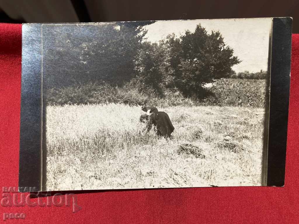 Reapers in Hissarya, Plovdiv Old photo - 6 Reapers in Hissarya, Plovdiv Old photo - 6