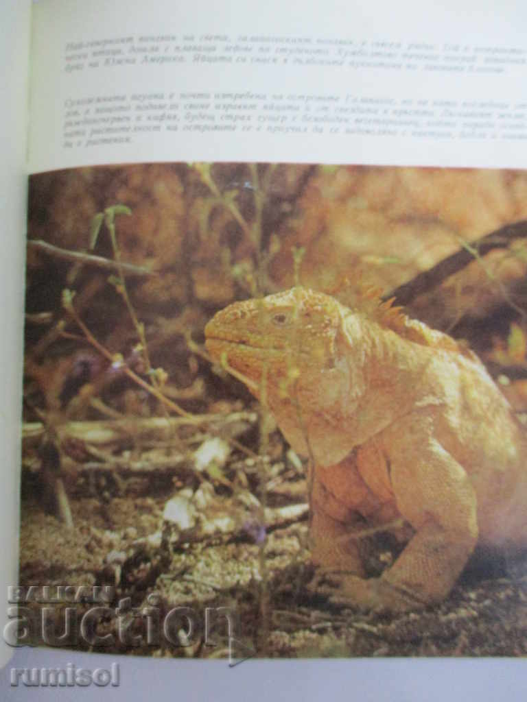 Island after island - Sven Yilseter - 5