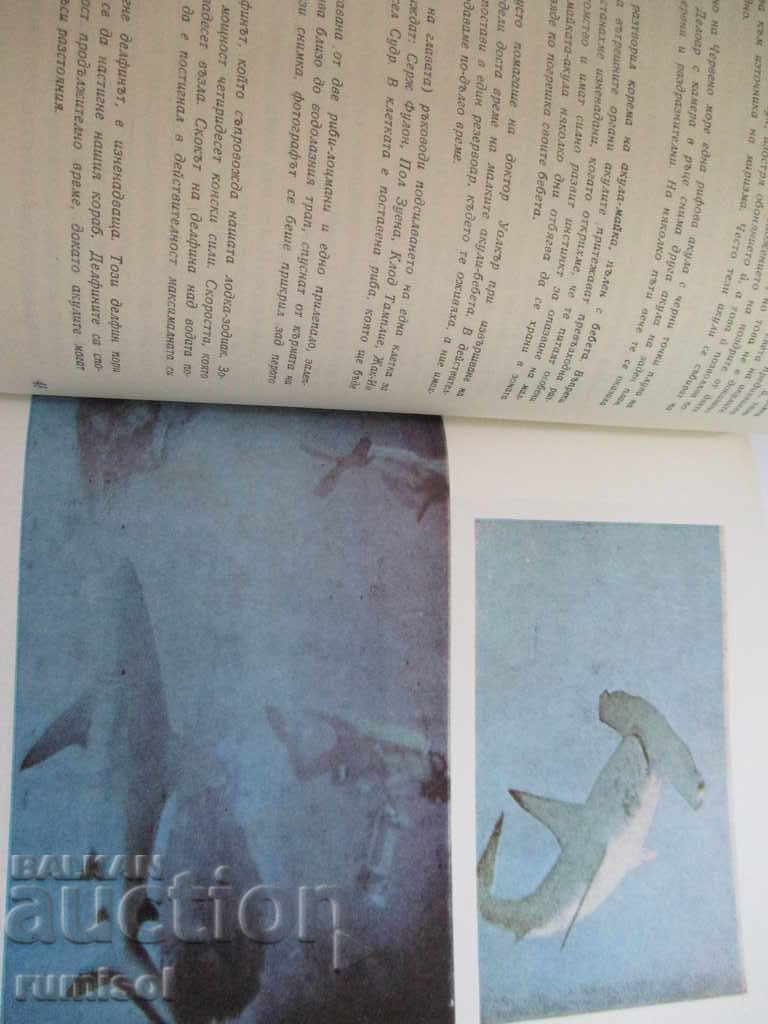 The Sharks - Jacques-Eve and Philip Cousteau - 5 The Sharks - Jacques-Eve and Philip Cousteau - 5