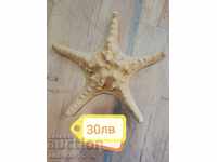 Sea treasures minerals rapani corals starfish