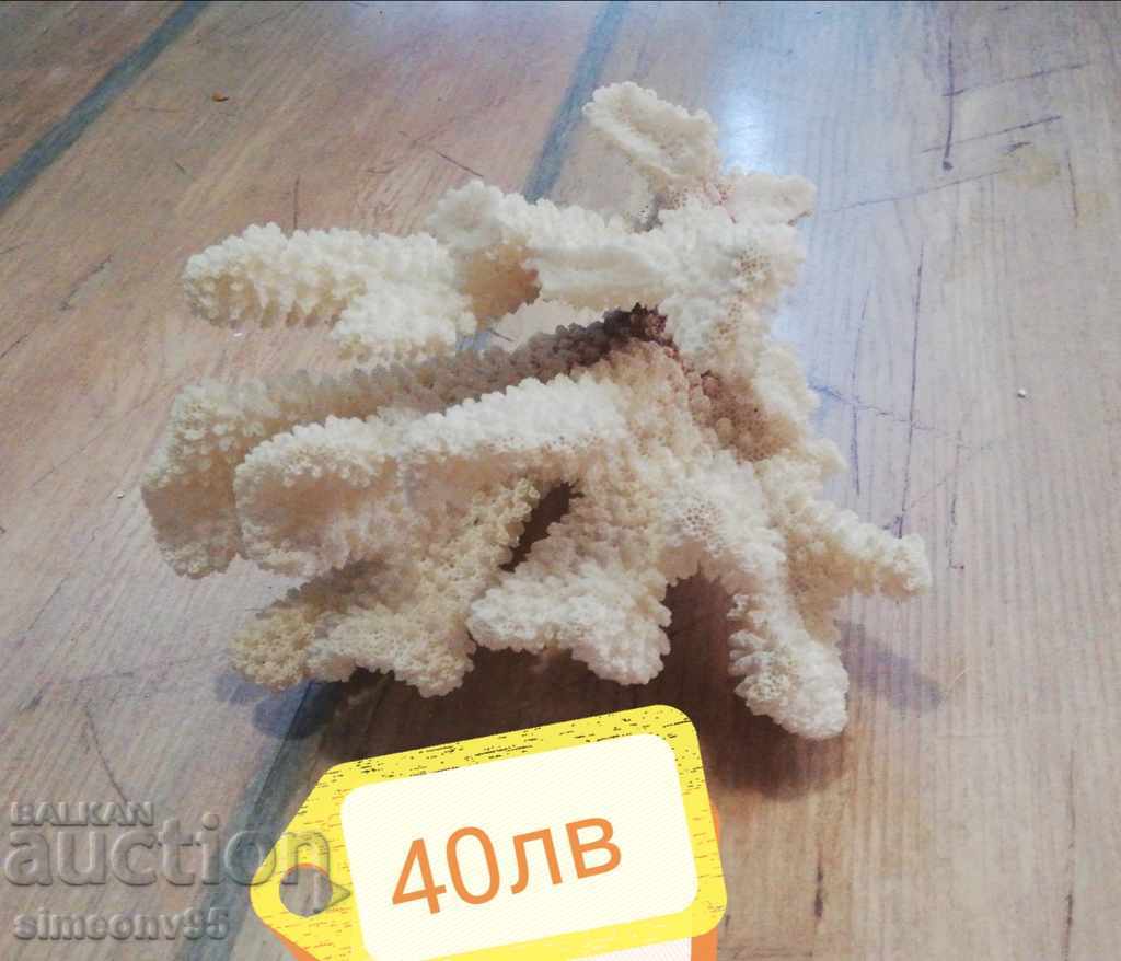 Sea treasures minerals rapani corals starfish
