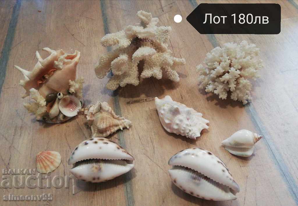 Θαλάσσιοι θησαυροί ορυκτά κοράλλια ραπάνι αστερίας