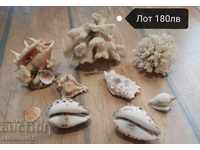 Θαλάσσιοι θησαυροί ορυκτά κοράλλια ραπάνι αστερίας