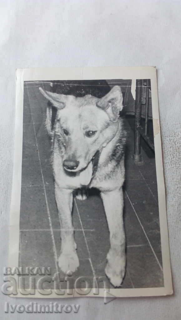 Photo Komi Dog wolf breed Balkan 1974